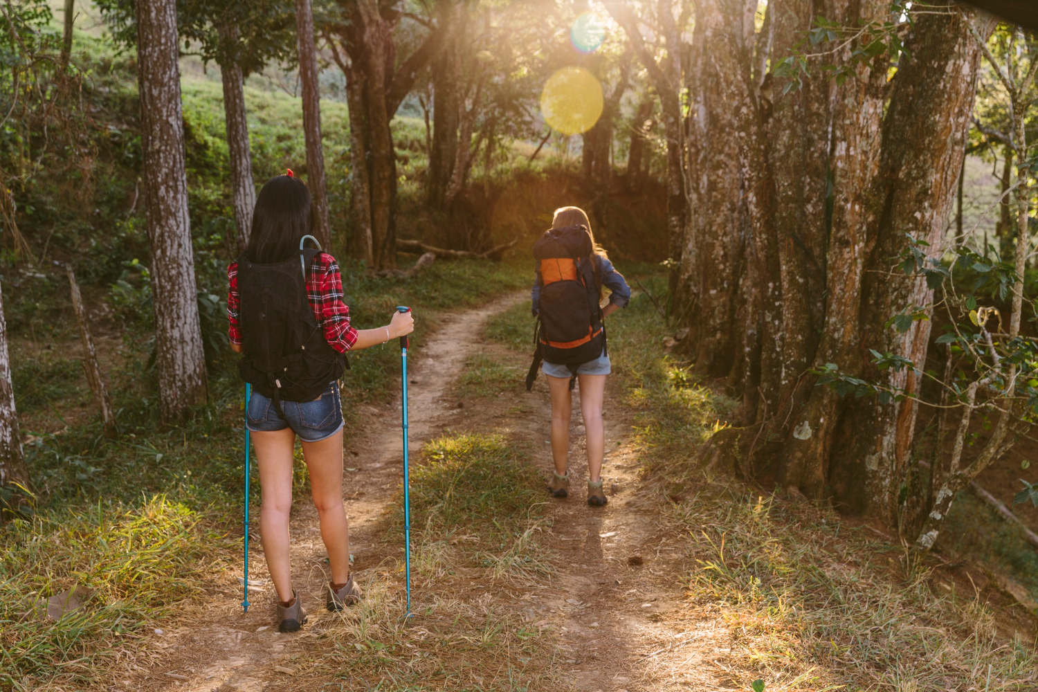 hiking in forest |