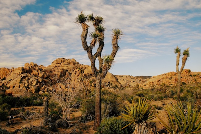 Joshua tree Camping |