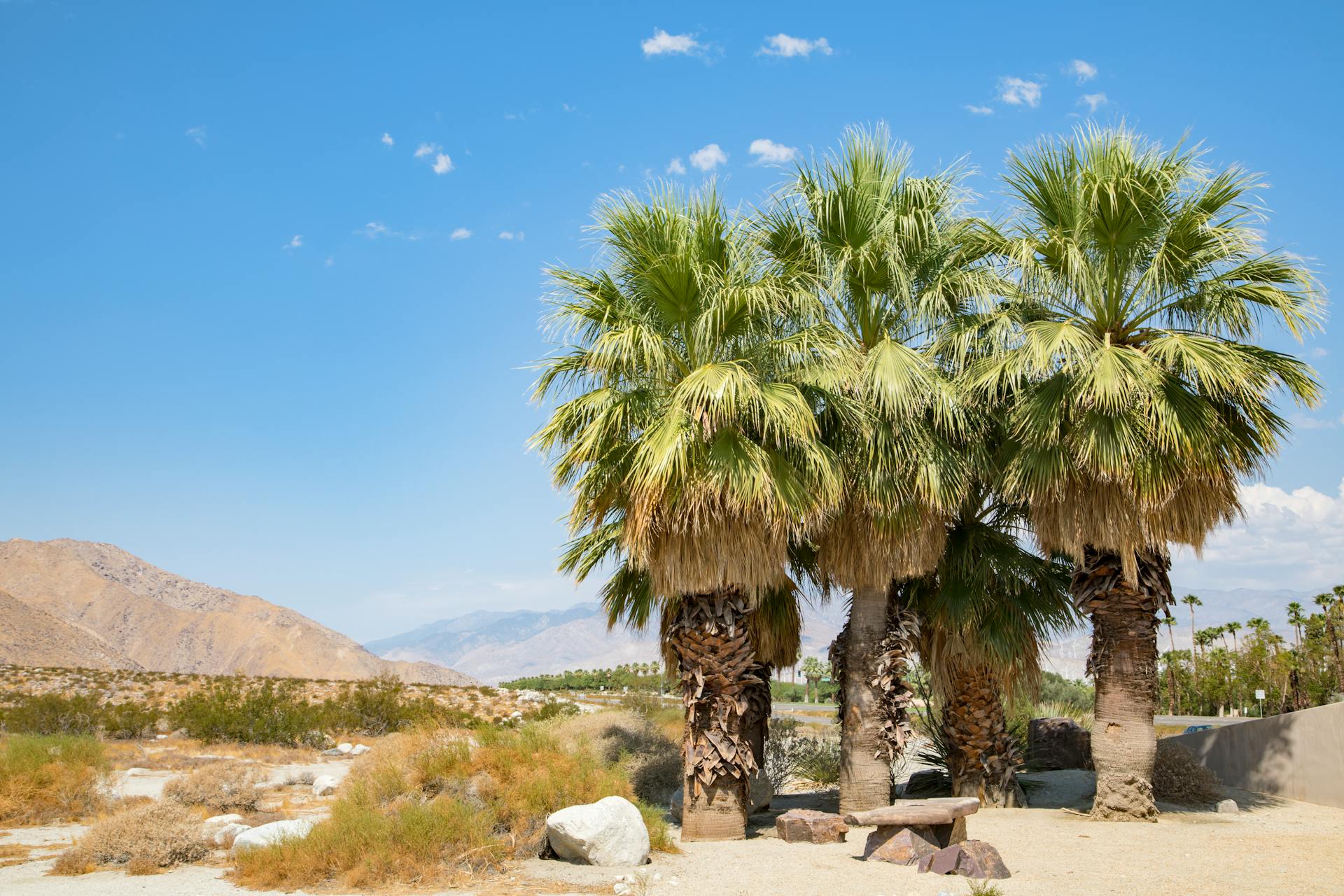 Palm Springs |